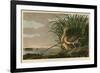 Long-Billed Curlew-John James Audubon-Framed Giclee Print