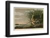 Long-Billed Curlew-John James Audubon-Framed Art Print