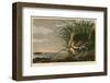 Long-Billed Curlew-John James Audubon-Framed Art Print