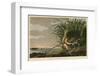 Long-Billed Curlew-John James Audubon-Framed Art Print