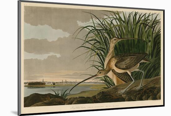 Long-Billed Curlew-John James Audubon-Mounted Art Print