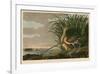 Long-Billed Curlew-John James Audubon-Framed Art Print