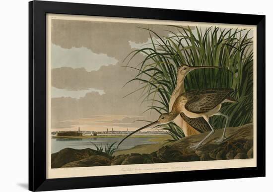 Long-Billed Curlew-John James Audubon-Framed Art Print