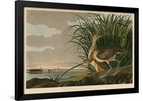 Long-Billed Curlew-John James Audubon-Framed Art Print