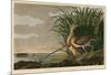 Long-Billed Curlew-John James Audubon-Mounted Art Print