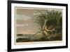 Long-Billed Curlew-John James Audubon-Framed Art Print