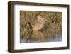 Long-Billed Curlew-Hal Beral-Framed Photographic Print