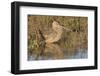 Long-Billed Curlew-Hal Beral-Framed Photographic Print