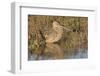 Long-Billed Curlew-Hal Beral-Framed Photographic Print