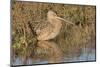 Long-Billed Curlew-Hal Beral-Mounted Photographic Print