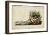 Long-billed Curlew-John James Audubon-Framed Art Print