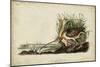 Long-billed Curlew-John James Audubon-Mounted Art Print