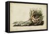 Long-billed Curlew-John James Audubon-Framed Stretched Canvas