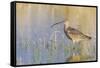 Long-billed Curlew-Ken Archer-Framed Stretched Canvas