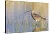 Long-billed Curlew-Ken Archer-Stretched Canvas