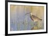 Long-billed Curlew-Ken Archer-Framed Premium Photographic Print