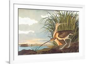 Long-Billed Curlew-John James Audubon-Framed Premium Giclee Print