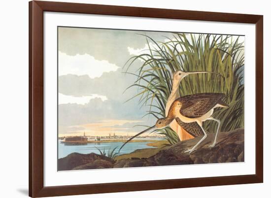 Long-Billed Curlew-John James Audubon-Framed Premium Giclee Print