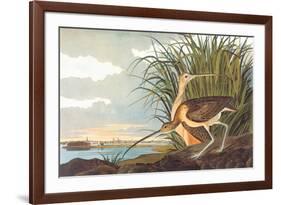 Long-Billed Curlew-John James Audubon-Framed Premium Giclee Print