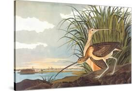 Long-Billed Curlew-John James Audubon-Stretched Canvas