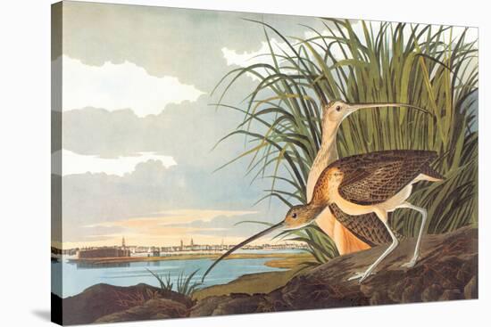 Long-Billed Curlew-John James Audubon-Stretched Canvas