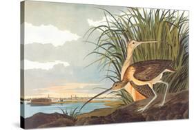 Long-Billed Curlew-John James Audubon-Stretched Canvas