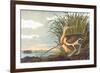 Long-Billed Curlew-John James Audubon-Framed Art Print