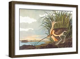 Long-Billed Curlew-John James Audubon-Framed Art Print