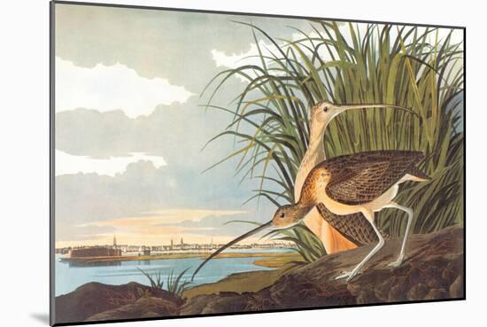 Long-Billed Curlew-John James Audubon-Mounted Art Print