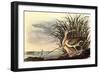 Long-Billed Curlew-John James Audubon-Framed Art Print