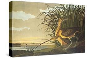 Long-Billed Curlew-John James Audubon-Stretched Canvas