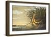 Long-Billed Curlew-John James Audubon-Framed Art Print