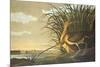 Long-Billed Curlew-John James Audubon-Mounted Art Print