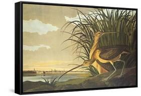 Long-Billed Curlew-John James Audubon-Framed Stretched Canvas