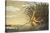 Long-Billed Curlew-John James Audubon-Stretched Canvas