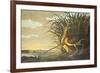 Long-Billed Curlew-John James Audubon-Framed Premium Giclee Print