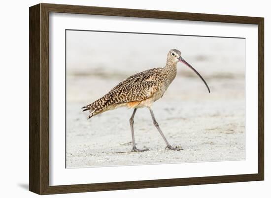 Long Billed Curlew-Shelley Lake-Framed Art Print