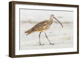 Long Billed Curlew-Shelley Lake-Framed Art Print