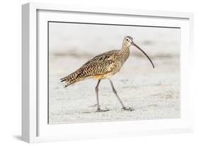 Long Billed Curlew-Shelley Lake-Framed Art Print