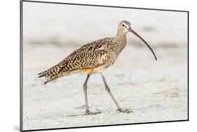 Long Billed Curlew-Shelley Lake-Mounted Art Print