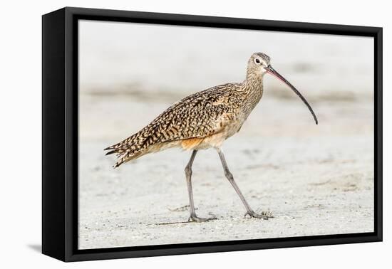Long Billed Curlew-Shelley Lake-Framed Stretched Canvas