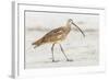 Long Billed Curlew-Shelley Lake-Framed Art Print