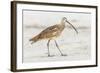 Long Billed Curlew-Shelley Lake-Framed Art Print