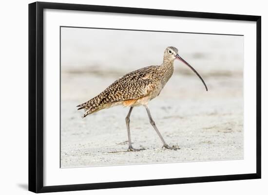 Long Billed Curlew-Shelley Lake-Framed Art Print