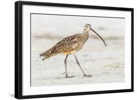 Long Billed Curlew-Shelley Lake-Framed Art Print