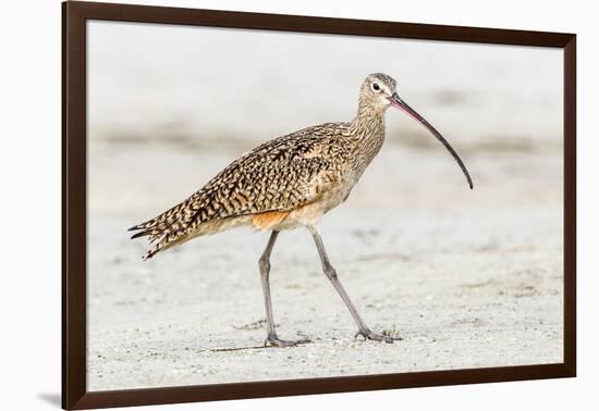 Long Billed Curlew-Shelley Lake-Framed Art Print