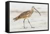 Long Billed Curlew-Shelley Lake-Framed Stretched Canvas