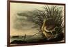 Long-Billed Curlews-John James Audubon-Framed Giclee Print