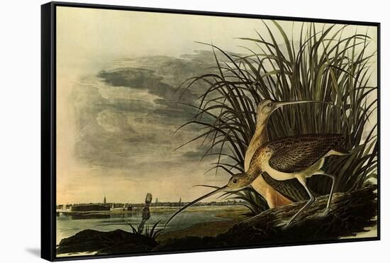 Long-Billed Curlews-John James Audubon-Framed Stretched Canvas