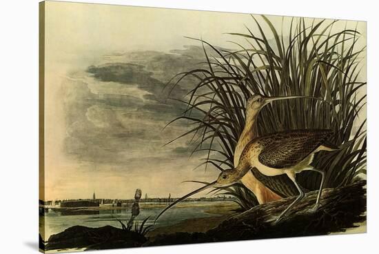 Long-Billed Curlews-John James Audubon-Stretched Canvas